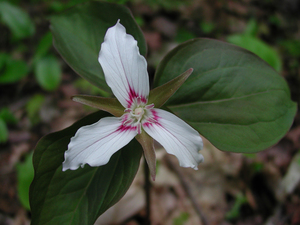 Photo By: Stephen M. Young. Photo taken: Livingston County, NY on 18 May 2005